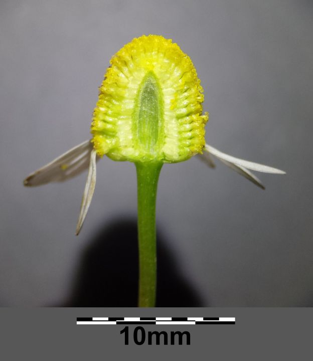 aufgeschnittene Echten Kamille 