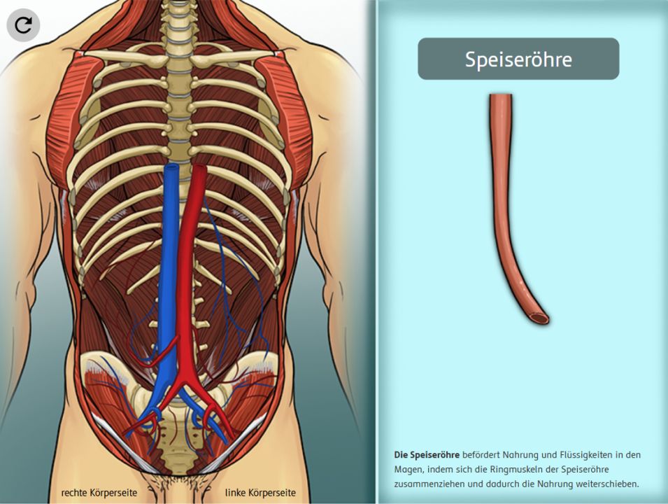 Screenshot: Innere Organe