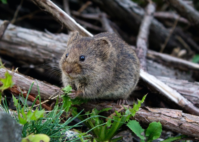 Eine Feldmaus knabbert an grünen Löwenzahnblättern.