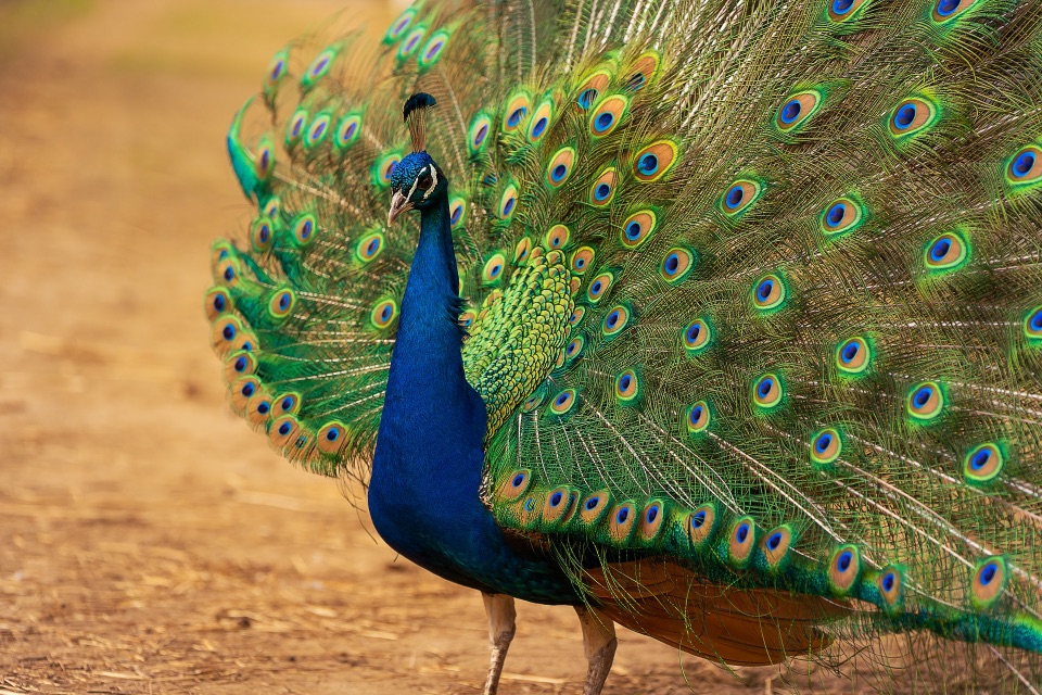 Blauer Pfau bei der Balz