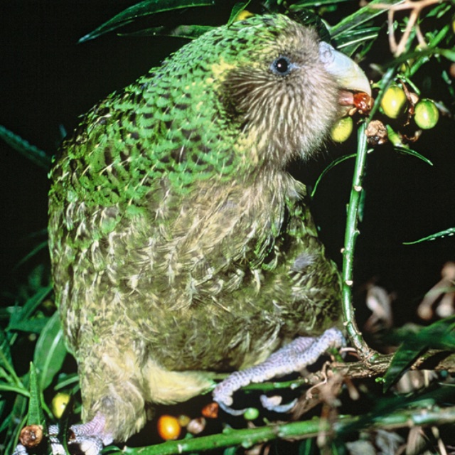 Kakapo