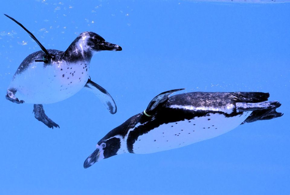 Schwimmende Pinguine