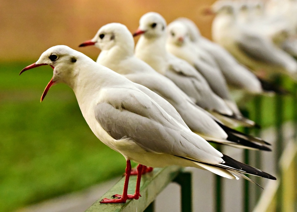 Eine Möwe reißt den Schnabel weit auf, so als würde sie gähnen.