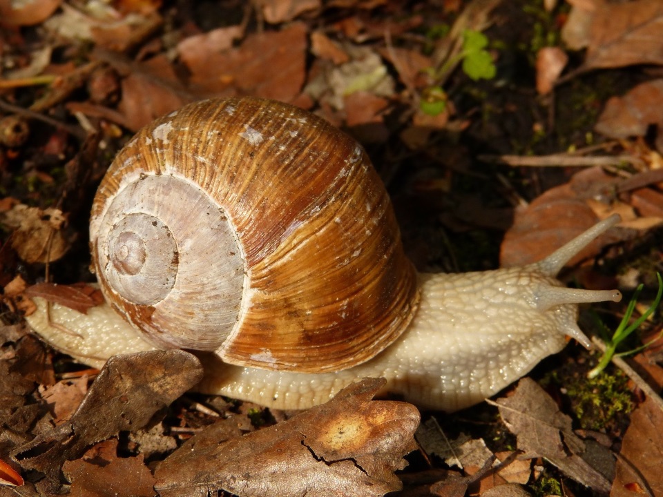 Weinbergschnecke mit einem großem Schneckenhaus am Rücken kriecht über Herbstlaub am Boden.