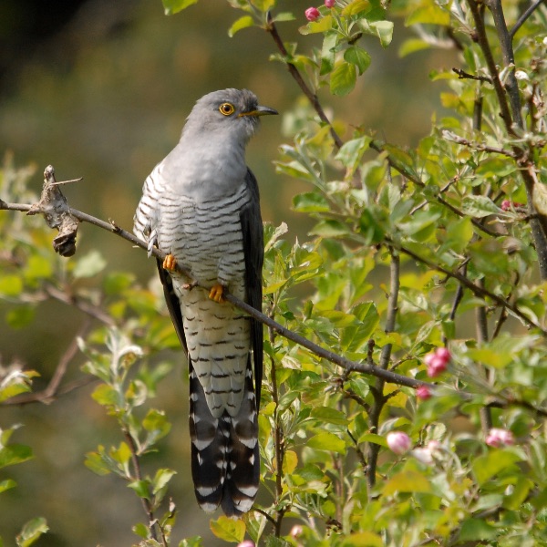 Das Federkleid eines Kuckucks ähnelt dem Gefieder von Sperber und Turmfalke.