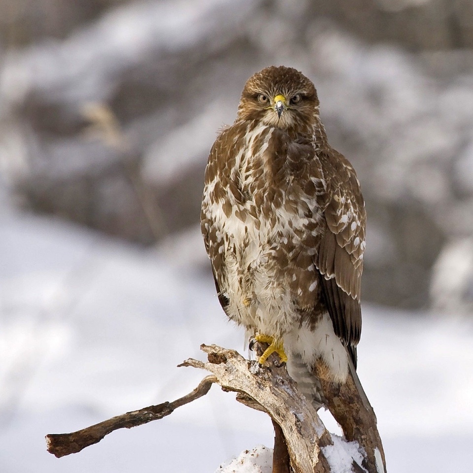 Mäusebussard