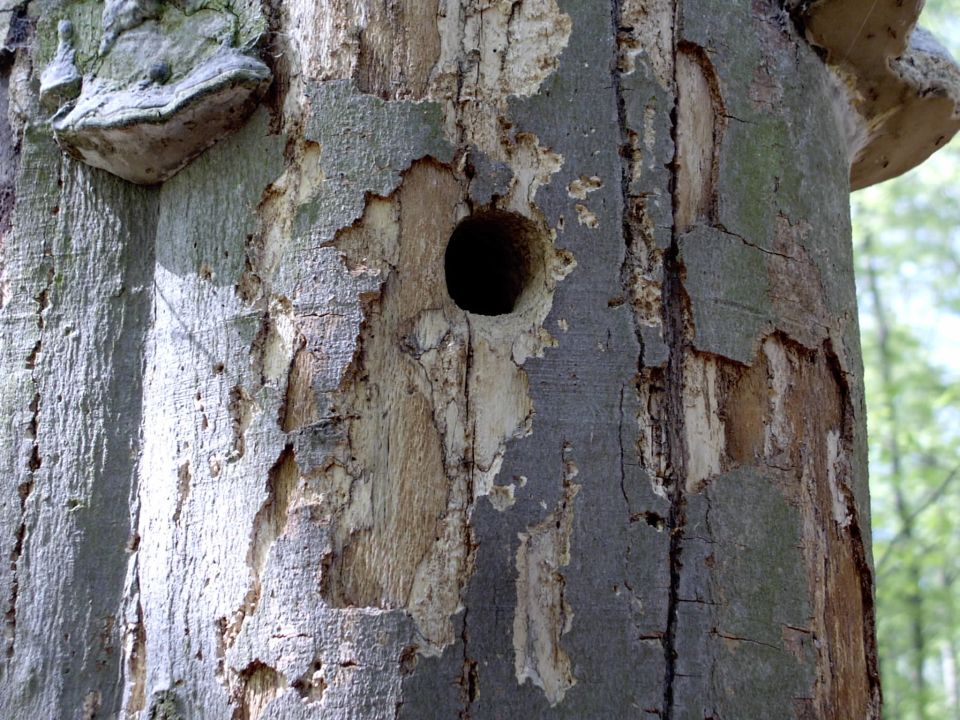 Verlassene Spechthöhle