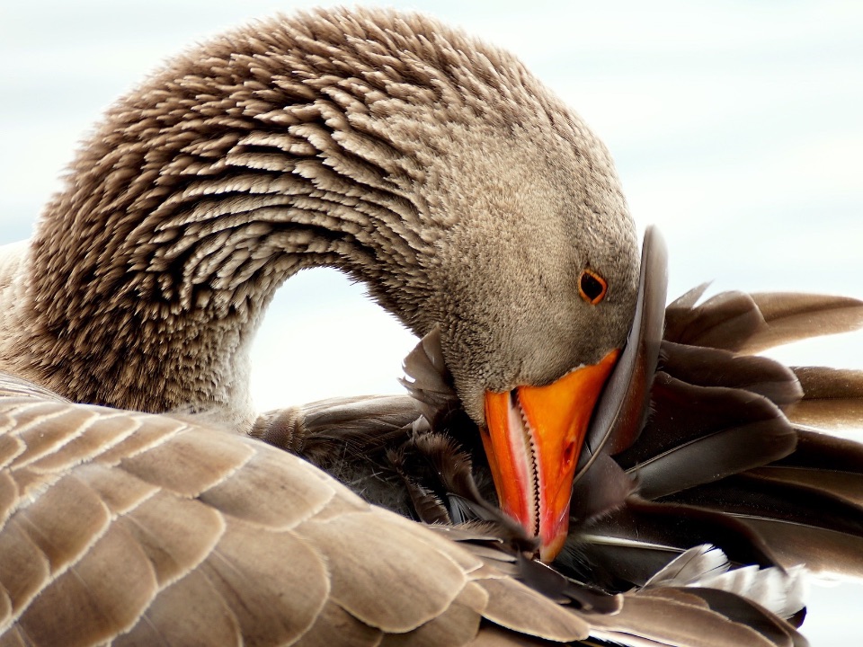 Hornlamellen eines Gänseschnabels