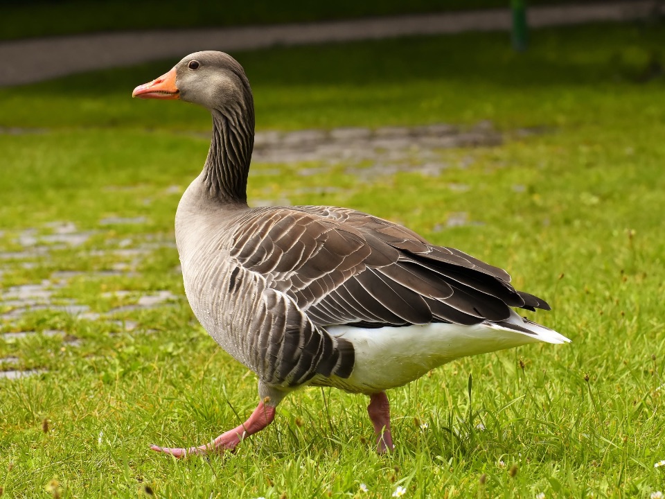 Graugans (wilder Vorfahre der Hausgans)