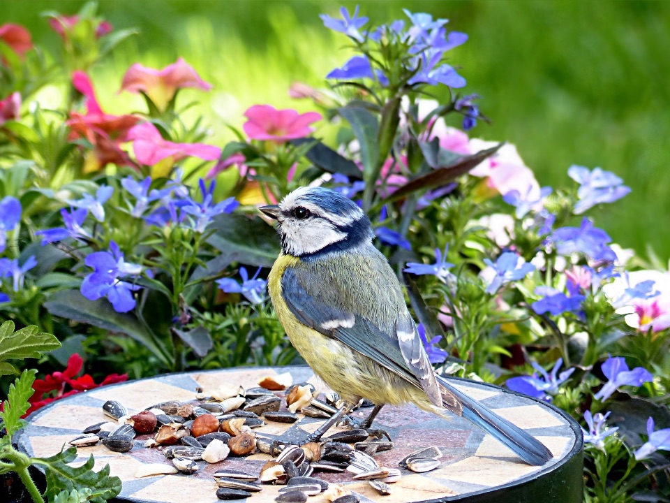 Eine Blaumeise an der Futterstelle