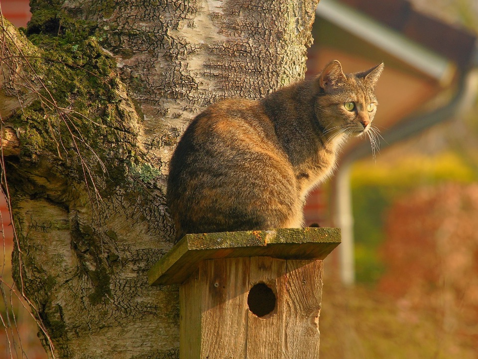 Eine Katze sitzt auf einem Nistkasten.