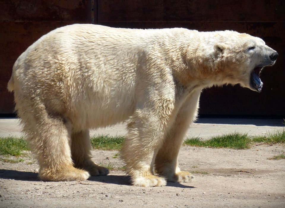 Eisbär