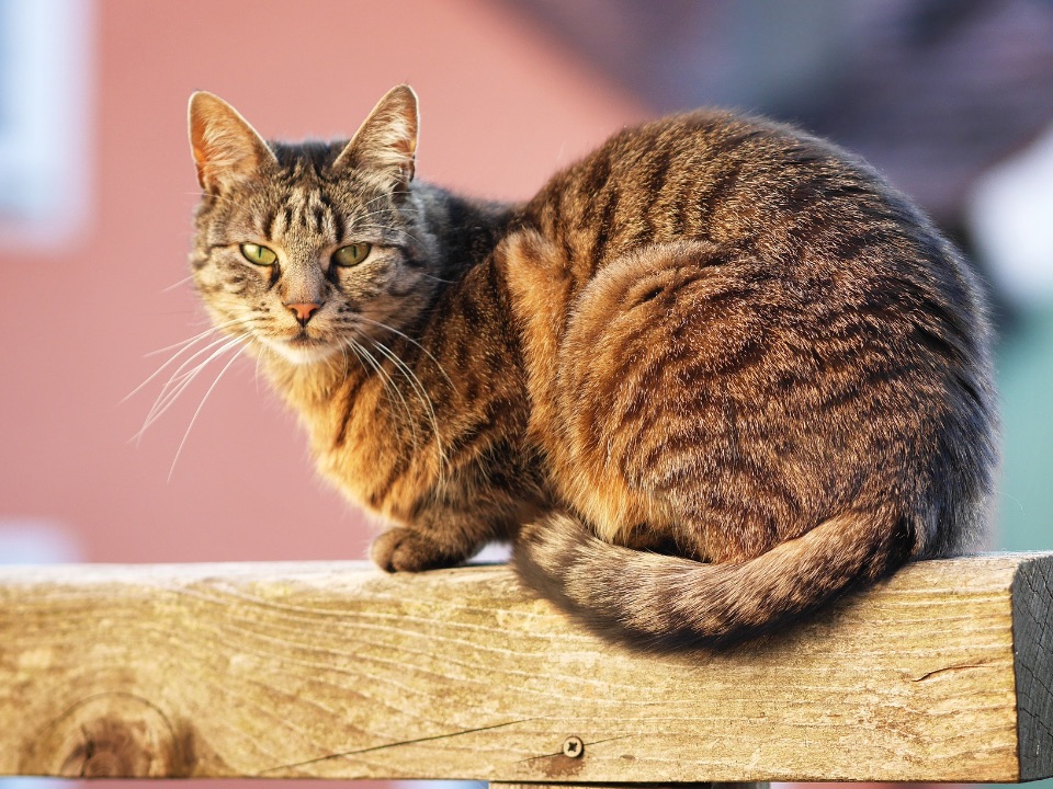 Getigerte Hauskatze