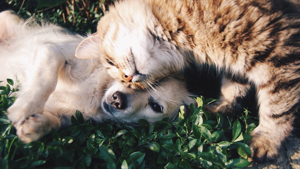 Hund und Katze spielen miteinander