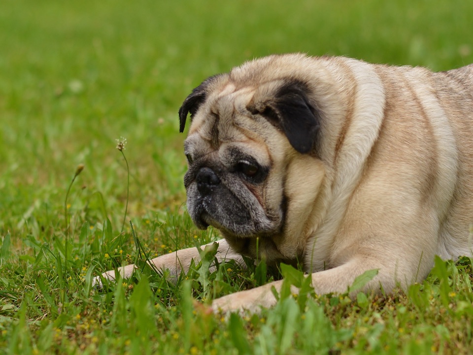 Ein Mops mit seiner charakteristischen kurz gezüchten Schnauze.