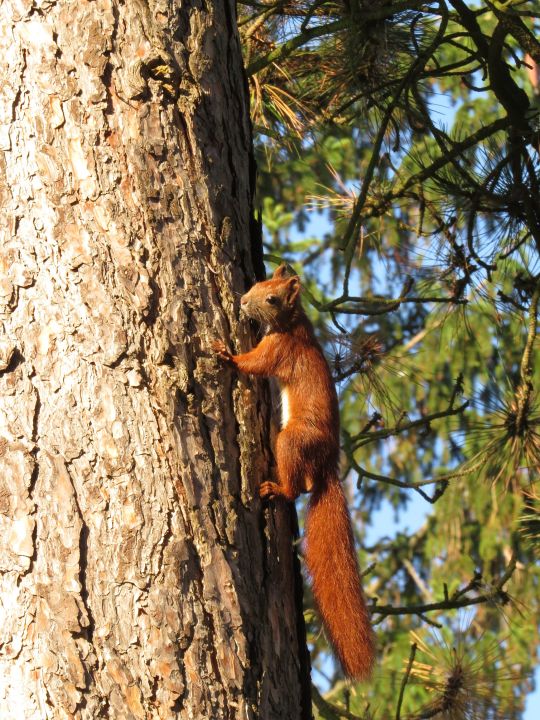 Eichhörnchen sind gute Kletterer.