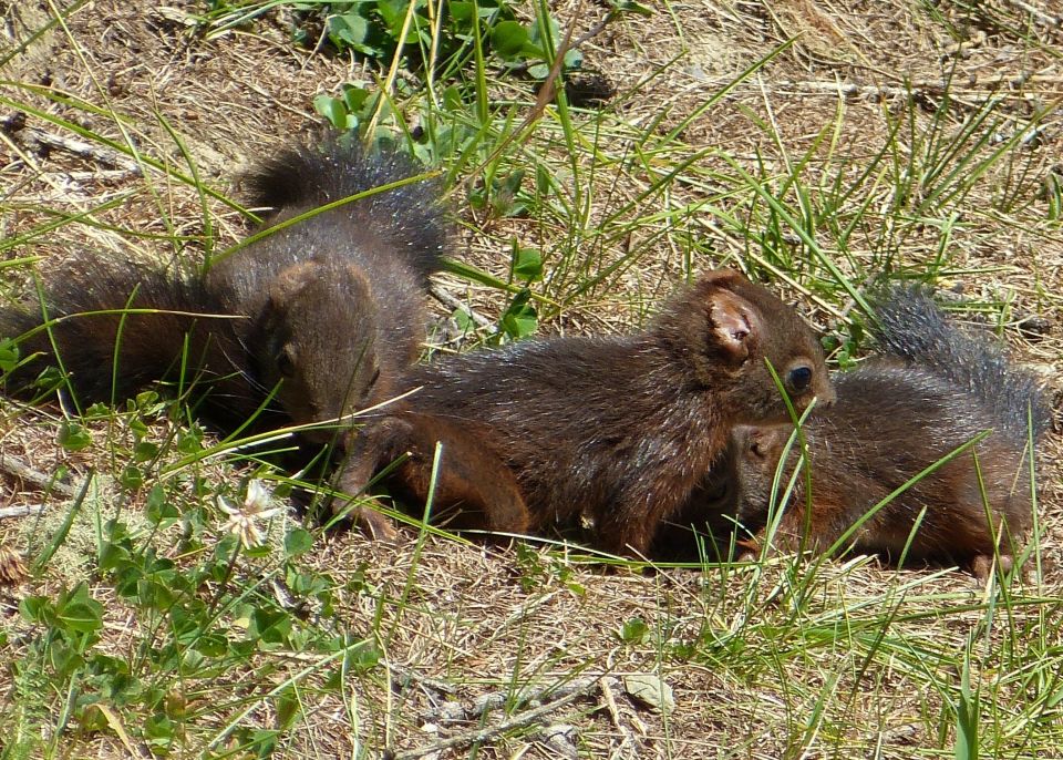 Junge Eichhörnchen