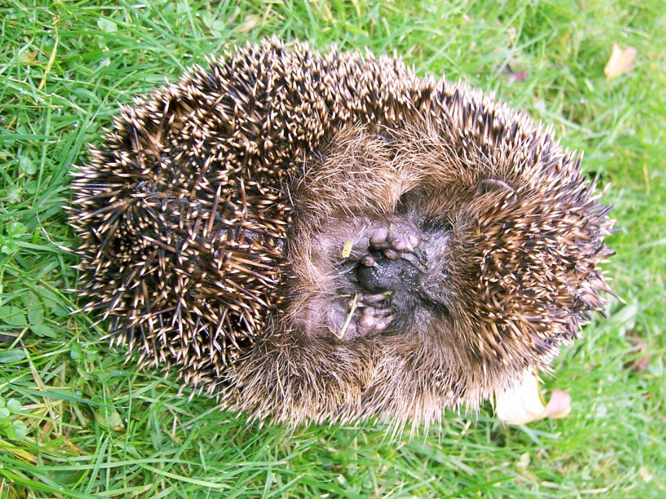 Zusammengerollter Igel