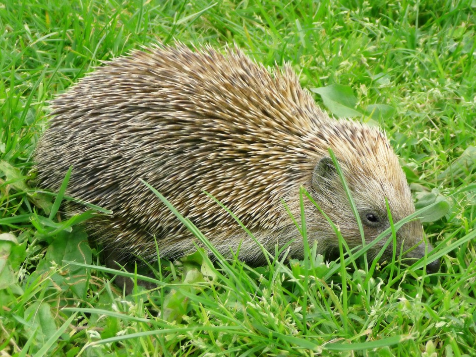 Nördlicher Weißbrustigel