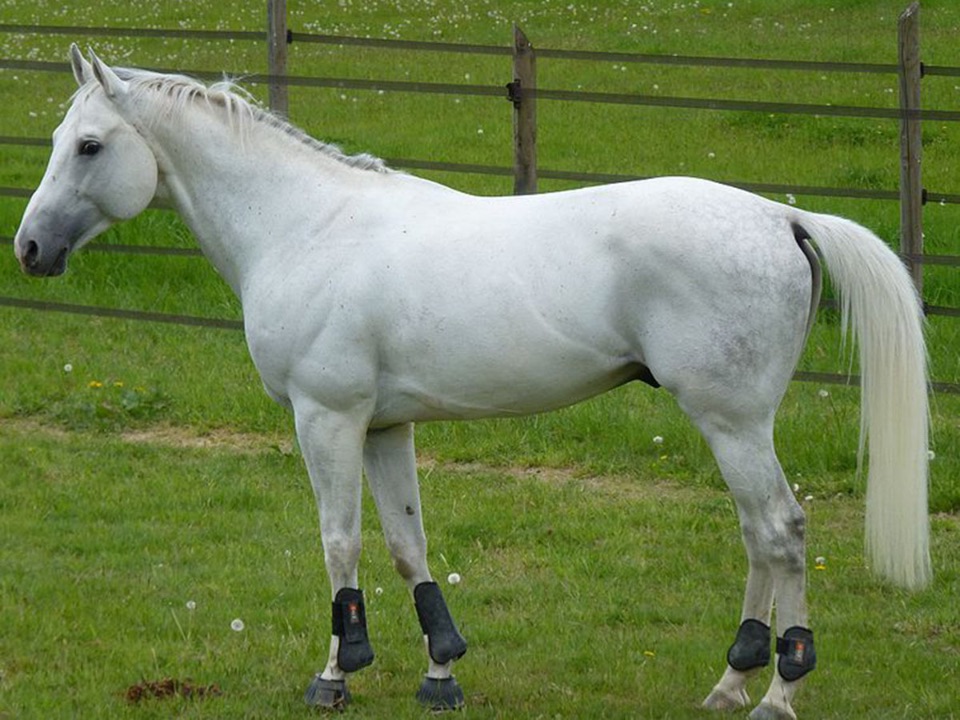 271-Pferd-Anglo-Araber