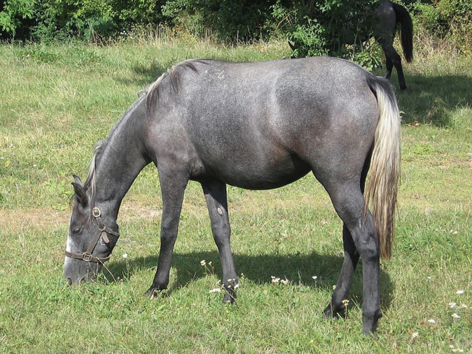 271-Pferd-Lipizzaner