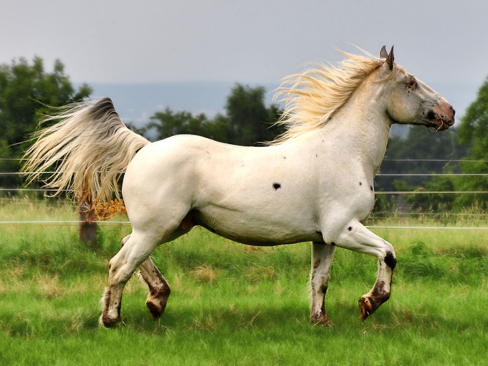 271-Pferd-Noriker