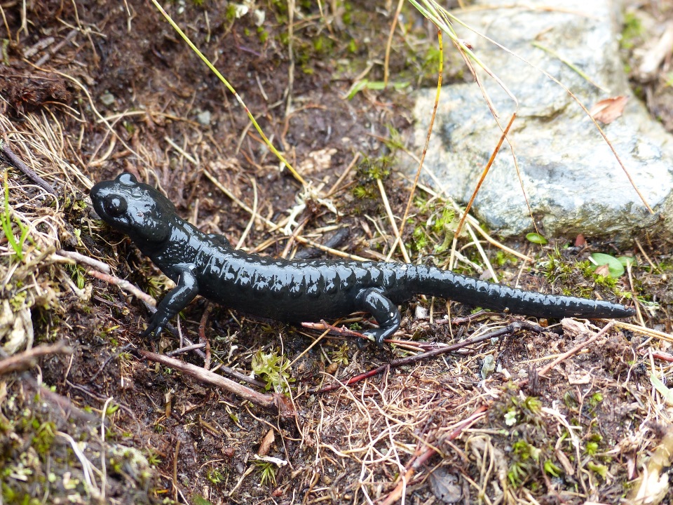 Jungtier eines Alpensalamanders