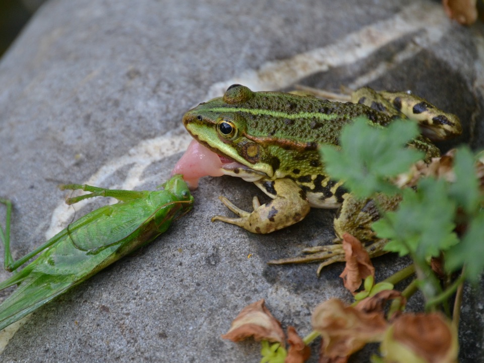 Ein Teichfrosch erbeutete mit seiner langen, klebrigen Zunge eine Heuschrecke.