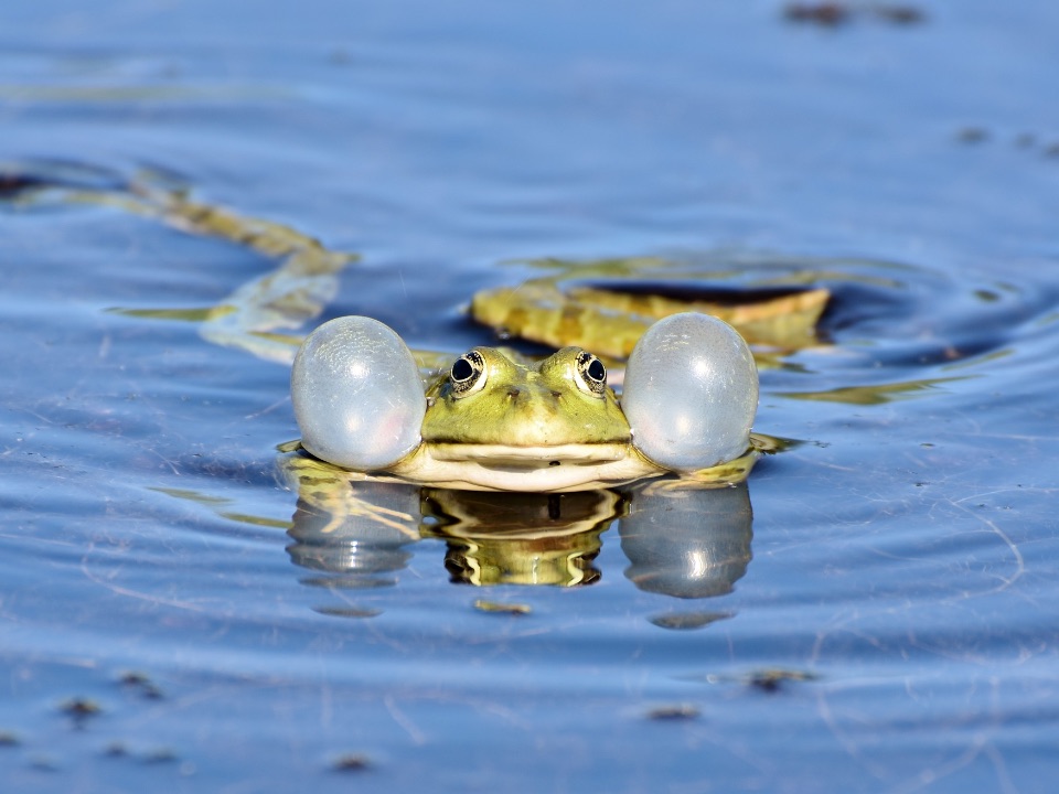 Ein Teichfroschmännchen bläst seine Schallblasen auf.