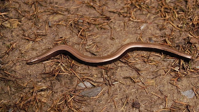 Blindschleiche mit abgeworfenem Schwanz