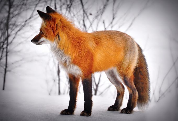 Rotfuchs