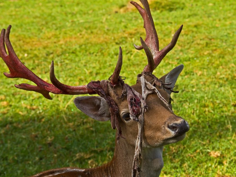 Damhirsch mit Resten vom Bast auf dem Geweih