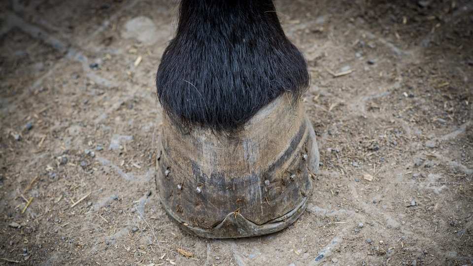 Huf eines Pferds