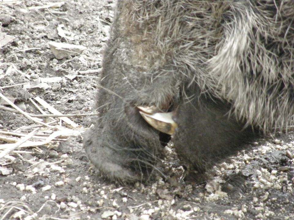 Hauer eines Wildschweins