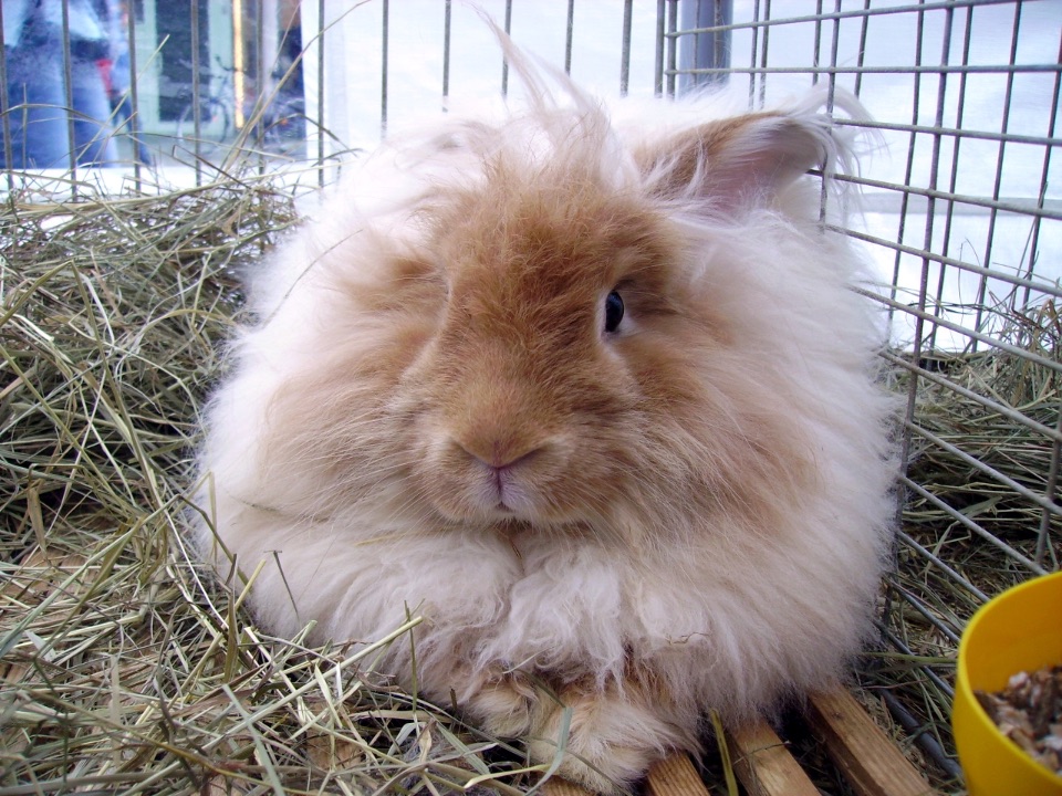 Angora-Kaninchen