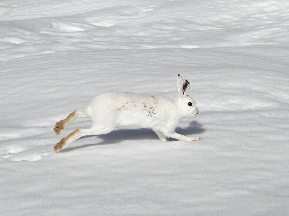 Schneehase im weißen Winterkleid