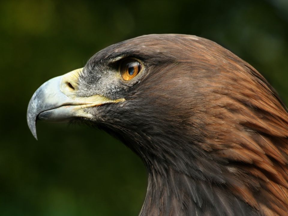 Schnabel von einem Steinadler