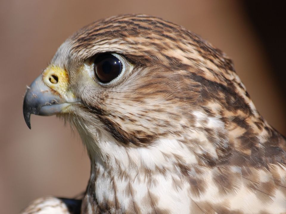 Schnabel von einem Turmfalke