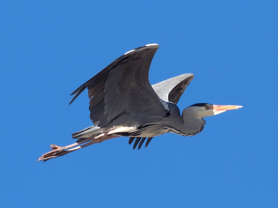 fliegender Graureiher