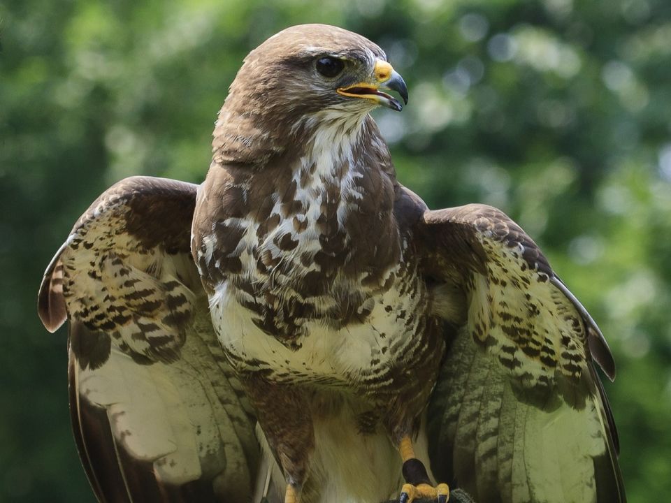 Mäusebussard