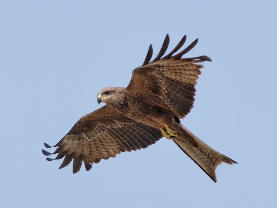 Schwarzmilan im Flug