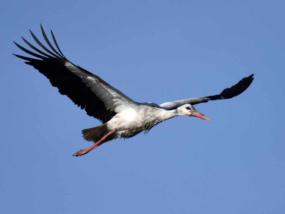 fliegender Weißstorch