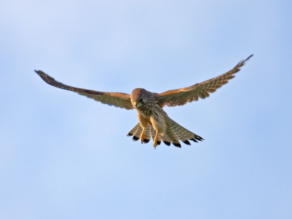 Turmfalke im Flug