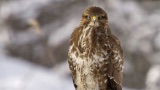 Weitere Wildvögel stellen sich vor