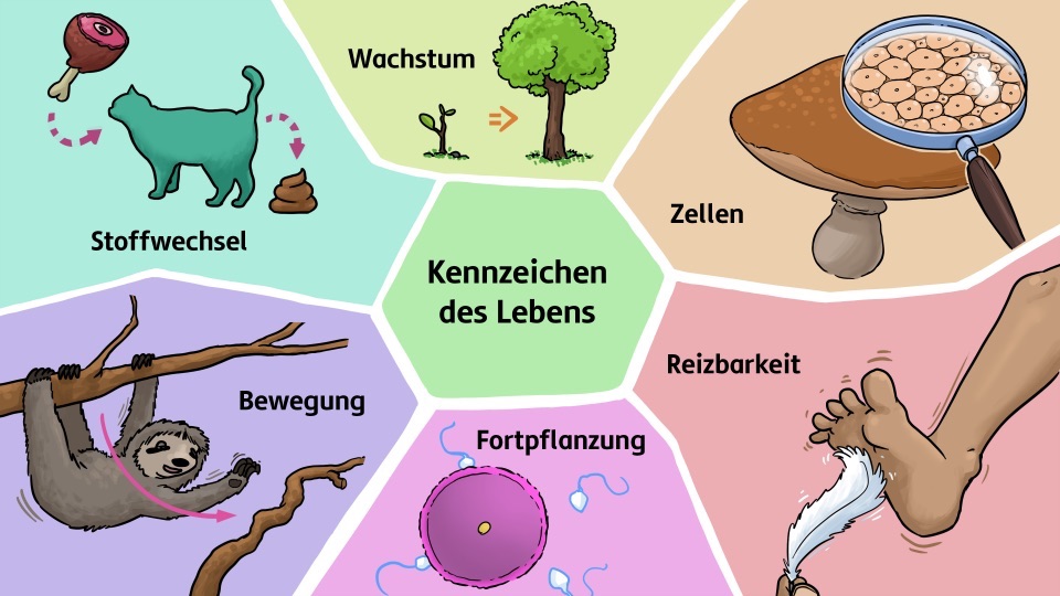 Die Kennzeichen des Lebens sind Wachstum, Zellen, Reizbarkeit, Fortpflanzung, Bewegung und Stoffwechsel.