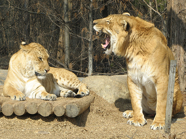 ein weiblicher und männlicher Liger