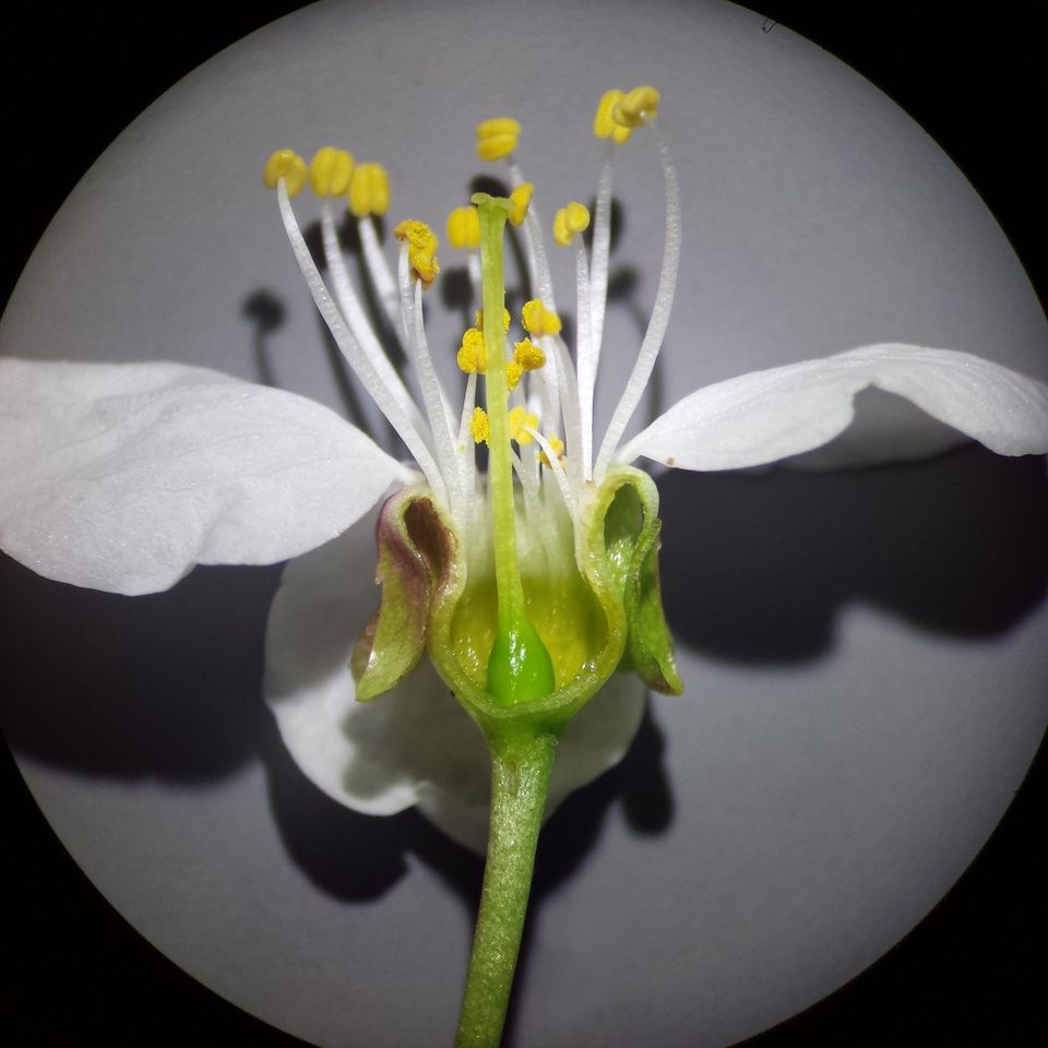 Querschnitt einer Kirschblüte mit gut einsehbaren Pflanzenorganen.