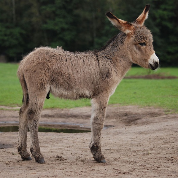 Esel-Fohlen