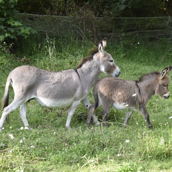 Eselstute-mit-Fohlen