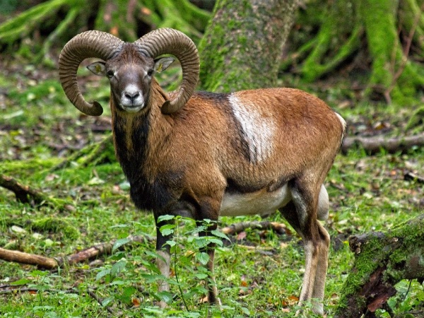 Mufflon